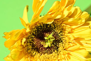 Güzel Gerbera çiçeğine yakın çekim, stüdyo çekimi.