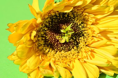 Güzel Gerbera çiçeğine yakın çekim, stüdyo çekimi.