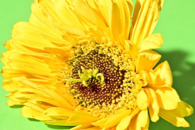 Güzel Gerbera çiçeğine yakın çekim, stüdyo çekimi.