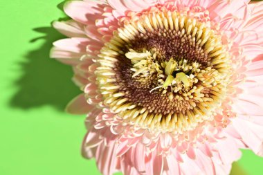 Güzel Gerbera çiçeğine yakın çekim, stüdyo çekimi.