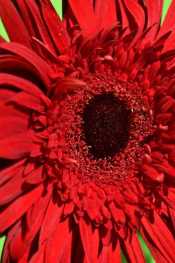 Güzel Gerbera çiçeğine yakın çekim, stüdyo çekimi.