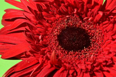 Güzel Gerbera çiçeğine yakın çekim, stüdyo çekimi.