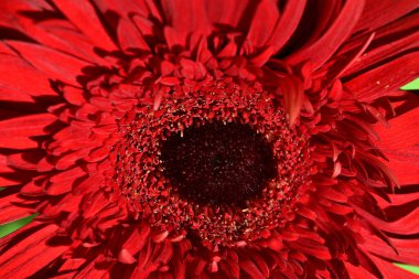 Güzel Gerbera çiçeğine yakın çekim, stüdyo çekimi.