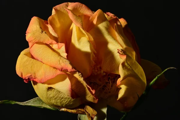 yellow rose on black background.