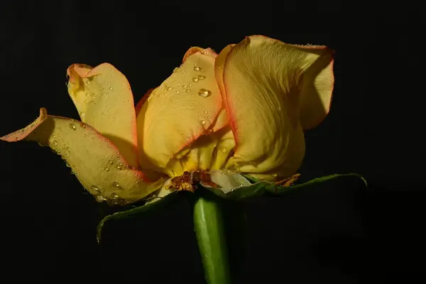 yellow rose on black background.