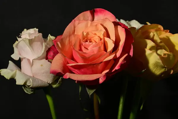beautiful rose flowers on black background