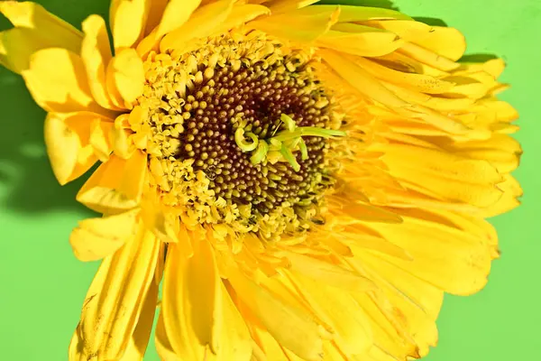 Güzel Gerbera çiçeğine yakın çekim, stüdyo çekimi.