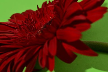 Güzel Gerbera çiçeğine yakın çekim, stüdyo çekimi.