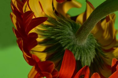 Güzel Gerbera çiçeğine yakın çekim, stüdyo çekimi.