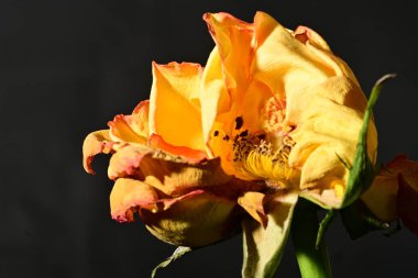 Güzel botanik çekimi, sarı gül karanlıkta