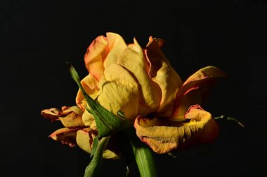 Güzel botanik çekimi, sarı gül karanlıkta