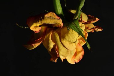 Güzel botanik çekimi, sarı gül karanlıkta