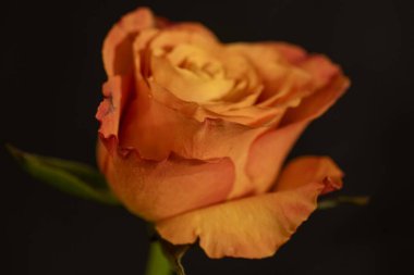 Güzel gül çiçeğine yaklaş 