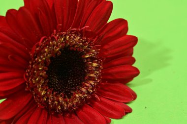 Yeşil arka plandaki güzel Gerbera çiçeğine yaklaş. 