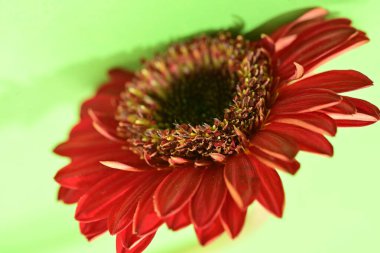 Yeşil arka plandaki güzel Gerbera çiçeğine yaklaş. 