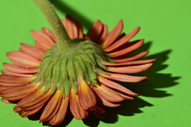 Yeşil arka plandaki güzel Gerbera çiçeğine yaklaş. 