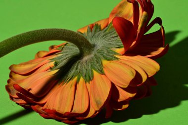 Yeşil arka plandaki güzel Gerbera çiçeğine yaklaş. 