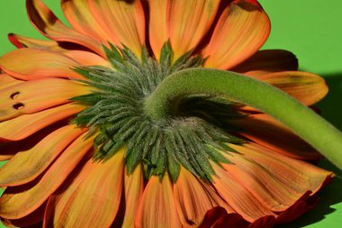 Yeşil arka plandaki güzel Gerbera çiçeğine yaklaş. 