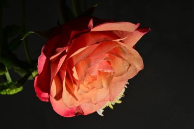 Güzel gül çiçeğine yakın çekim, stüdyo çekimi