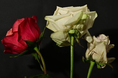 İzole edilmiş arkaplanda güzel çiçekleri kapat 