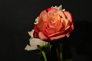 İzole edilmiş arkaplanda güzel çiçekleri kapat 