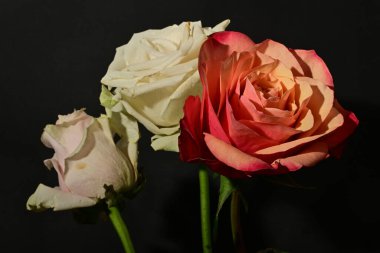 İzole edilmiş arkaplanda güzel çiçekleri kapat 