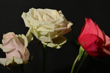 İzole edilmiş arkaplanda güzel çiçekleri kapat 