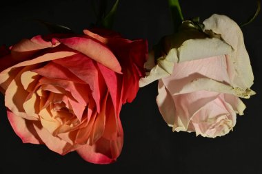 İzole edilmiş arkaplanda güzel çiçekleri kapat 