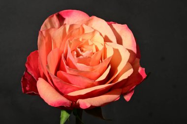 Güzel gül çiçeğine yakın çekim, stüdyo çekimi