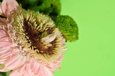 İzole edilmiş arkaplanda güzel çiçekleri kapat 