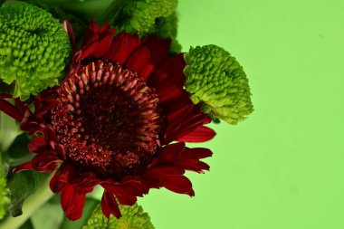 İzole edilmiş arkaplanda güzel çiçekleri kapat 