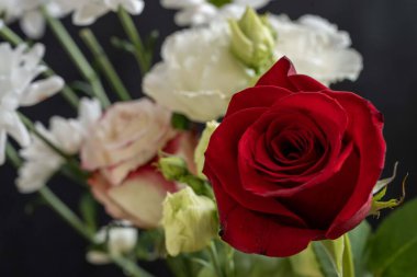 İzole edilmiş arkaplanda güzel çiçekleri kapat 