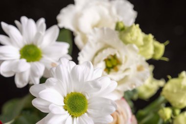 İzole edilmiş arkaplanda güzel çiçekleri kapat 