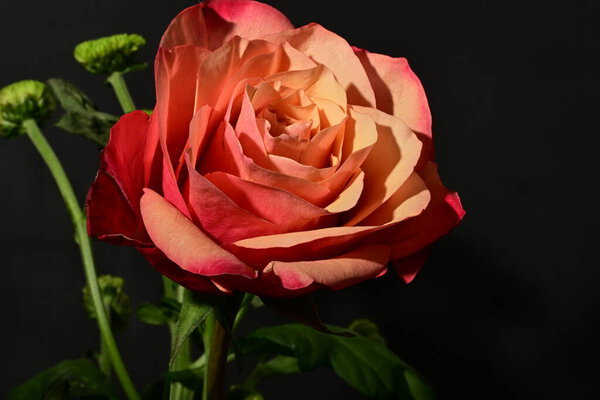 Close up of beautiful rose flower, studio shot