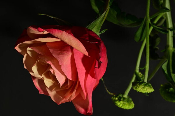 Close up of beautiful rose flower, studio shot