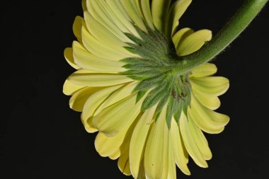 Güzel Gerbera çiçeğine yakın çekim, stüdyo çekimi.