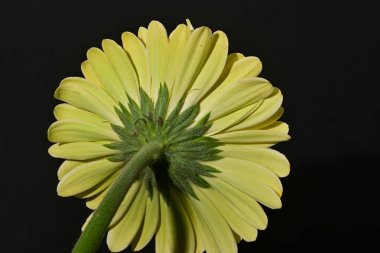 Güzel Gerbera çiçeğine yakın çekim, stüdyo çekimi.