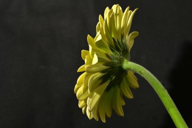 Güzel Gerbera çiçeğine yakın çekim, stüdyo çekimi.