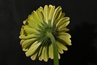 Güzel Gerbera çiçeğine yakın çekim, stüdyo çekimi.