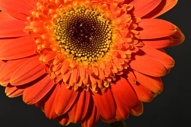 Güzel Gerbera çiçeğine yakın çekim, stüdyo çekimi.