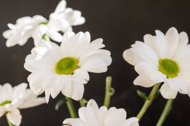 İzole edilmiş arkaplanda güzel çiçekleri kapat 