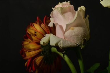 İzole edilmiş arkaplanda güzel çiçekleri kapat 