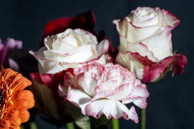 İzole edilmiş arkaplanda güzel çiçekleri kapat 