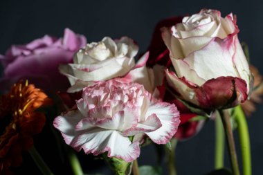 İzole edilmiş arkaplanda güzel çiçekleri kapat 