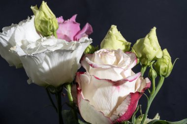 İzole edilmiş arkaplanda güzel çiçekleri kapat 