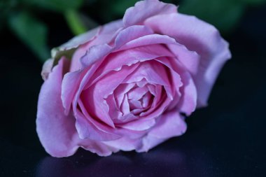 Güzel gül çiçeğine yakın çekim, stüdyo çekimi