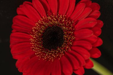 Güzel Gerbera çiçeğinin kapalı arkaplanı. 