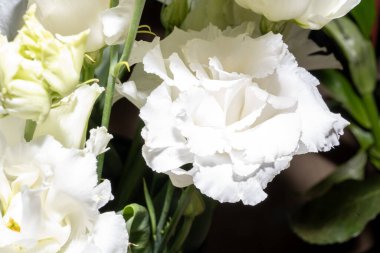 İzole edilmiş arkaplanda güzel çiçekleri kapat 