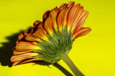 Güzel Gerbera çiçeğinin kapalı arkaplanı. 