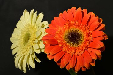 İzole edilmiş arkaplanda güzel çiçekleri kapat 